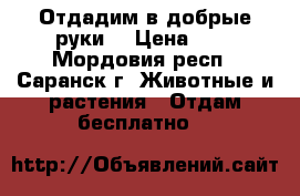 Отдадим в добрые руки  › Цена ­ - - Мордовия респ., Саранск г. Животные и растения » Отдам бесплатно   